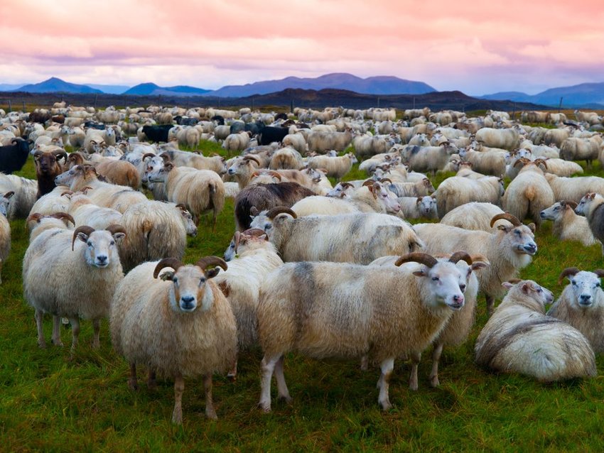 Large herd of sheep in the evening, Iceland