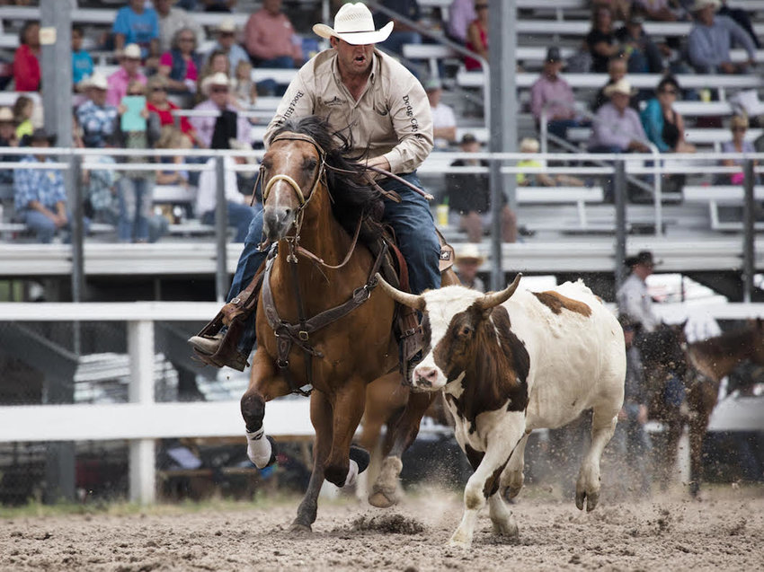 Photo of a cowboy wrangling a steer