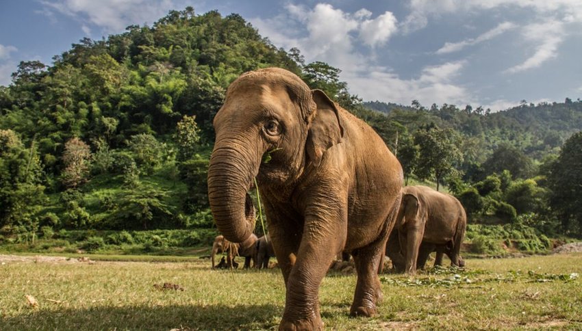 Elephants in Chiang Mai's Elephant Nature Park