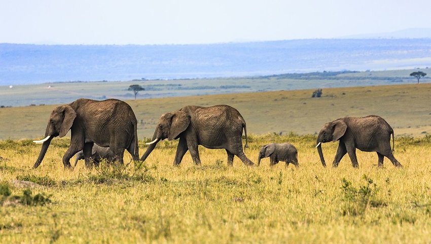 Wild elephants walking with a baby elephant