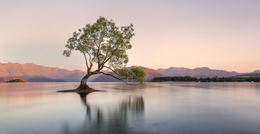 Tree in Lake Wanaka at sunrise