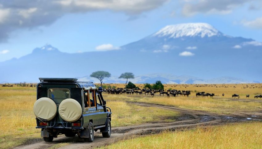 Safari game drive with wildebeest in Maasai mara reserve