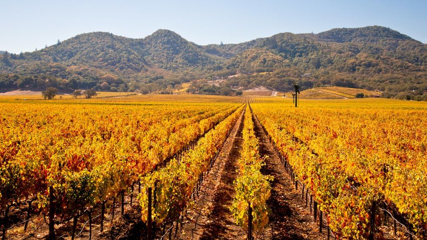 Napa Valley Vineyards in Autumn