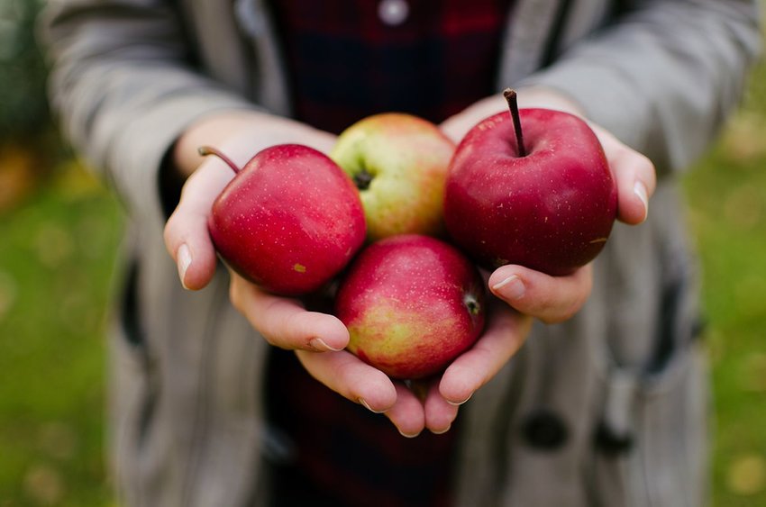 Woman holding four apples