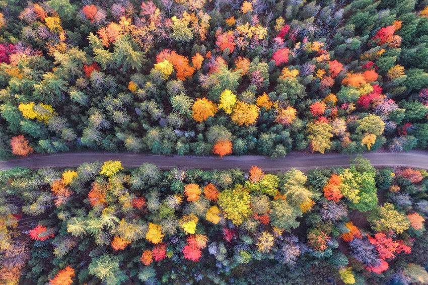 Aerial photo of a road amongst changing trees