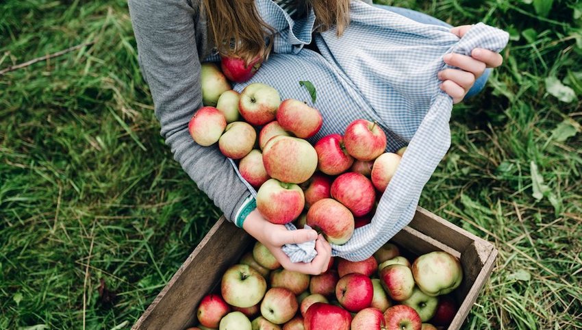 Woman collecting apples