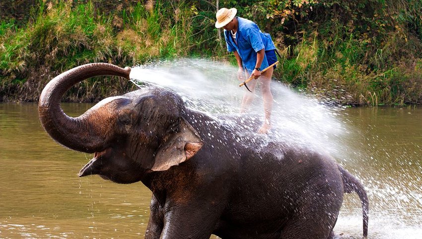 Elephant spraying water in a river
