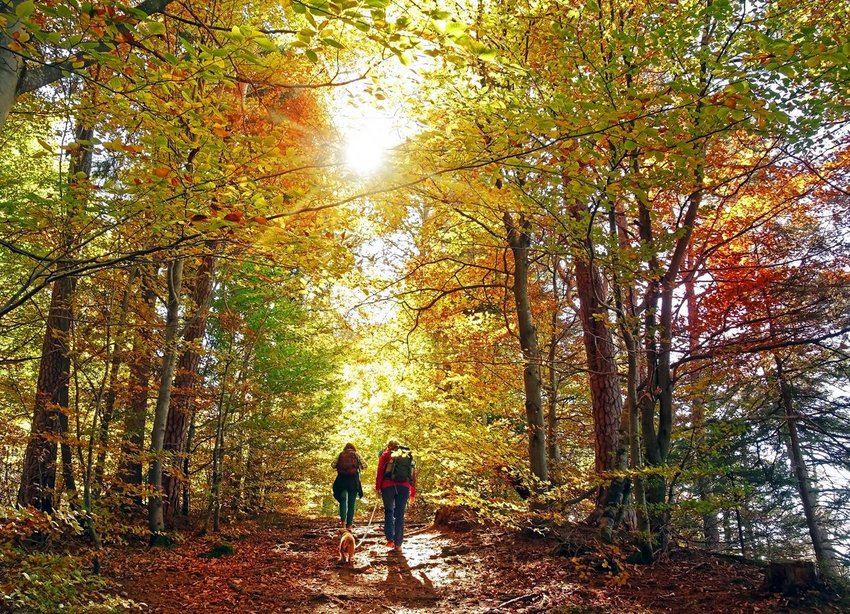 People and a dog hiking on a trail below changing leaves