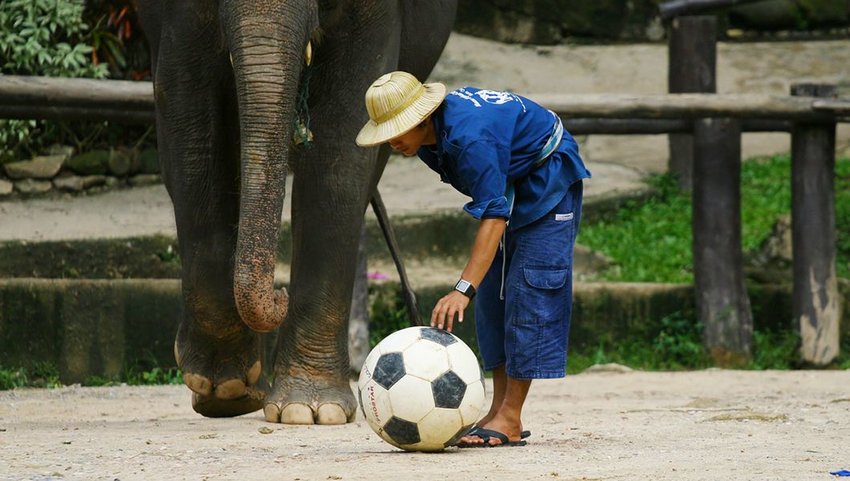 Elephant with handler and a soccer ball
