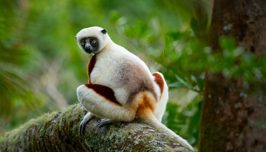 Lemur in Andasibe-Mantadia National Park