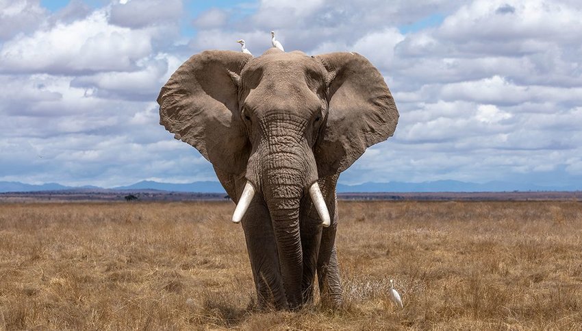 Wild elephant in a field with birds on it's back