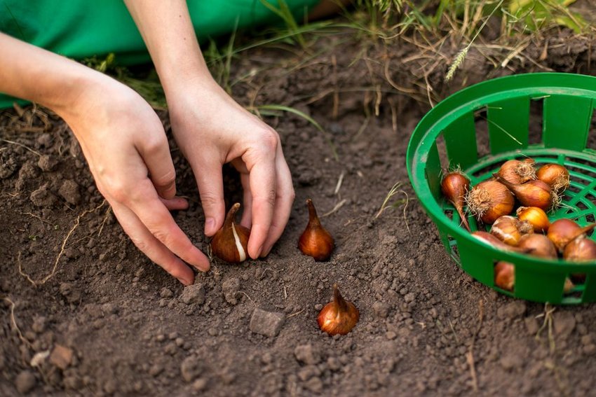 Woman planting bulbs