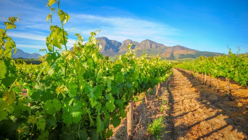 Green vineyards in South Africa