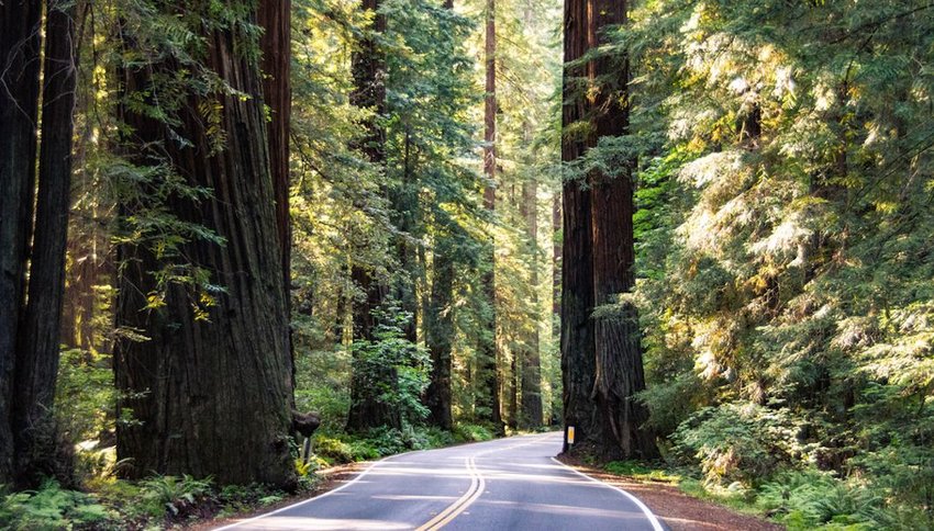 Redwoods highway winding through trees
