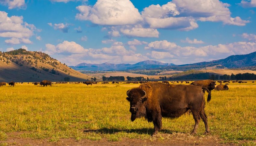 Bison standing in a field in Yellowstone national park