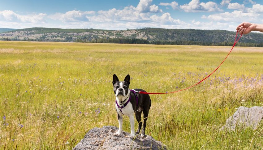 Dog on a leash in Yellowstone National Park