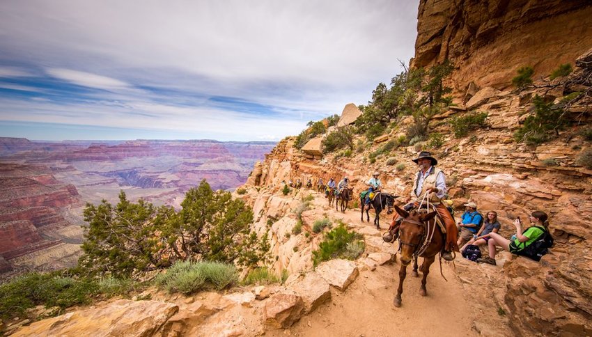 group of tourists riding horses on trail Grand canyon