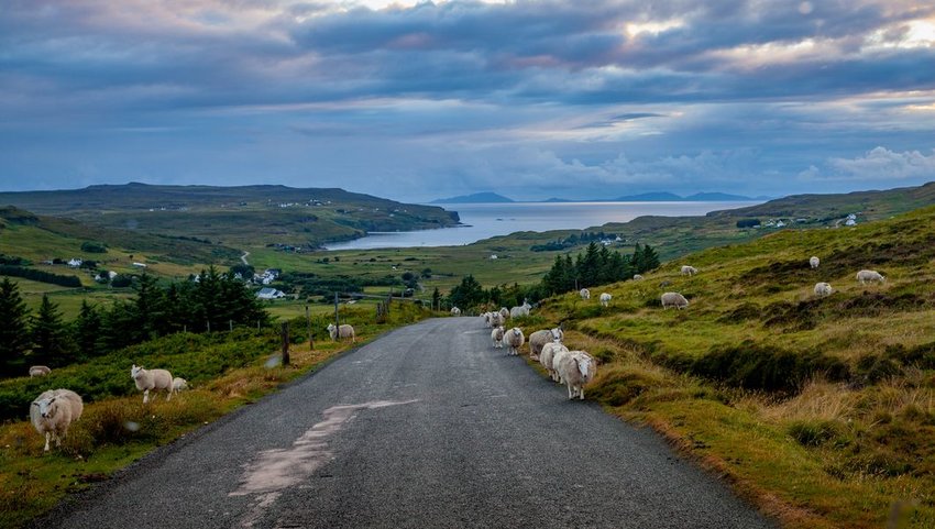 Sheep on rural road overlooking lake, Isle of Skye, Scotland 