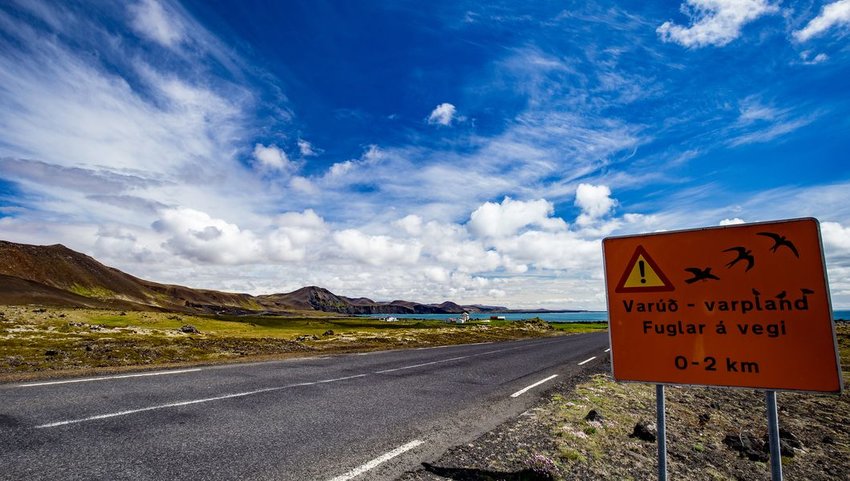 Icelandic warning sign for migrating birds, Ring Road, southern coast of Iceland