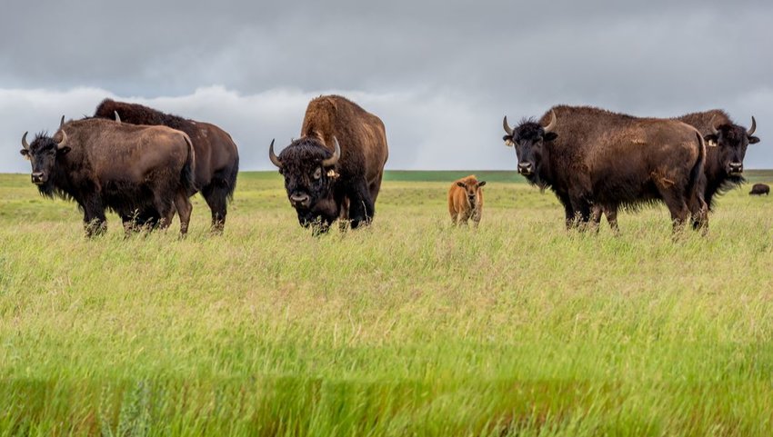 Herd of bison with a calf in a pasture, Saskatchewan, Canada 