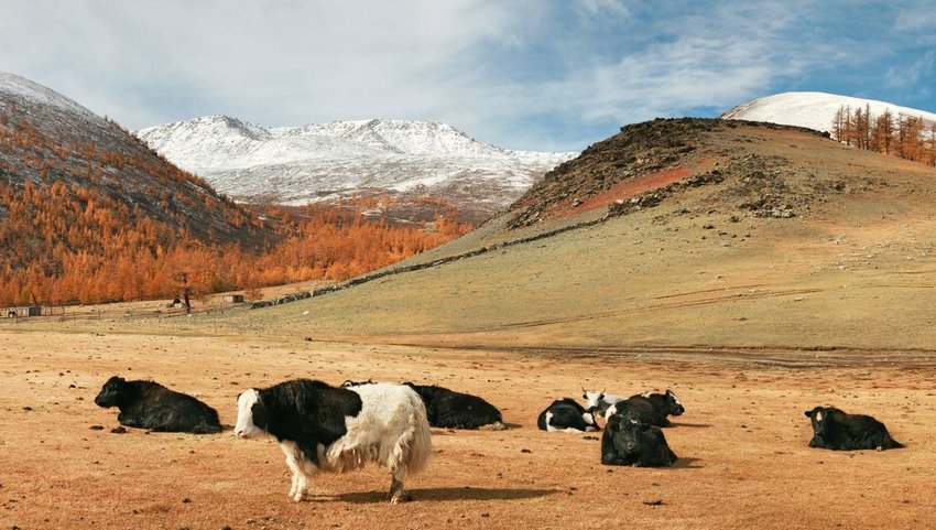 Autumn scene of yak on a mountain pasture, Altai Tavan Bogd National Park, Western Mongolia
