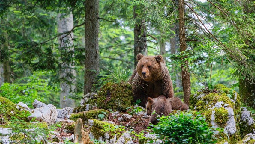 Wild brown bear with cubs in the forests of Slovenia