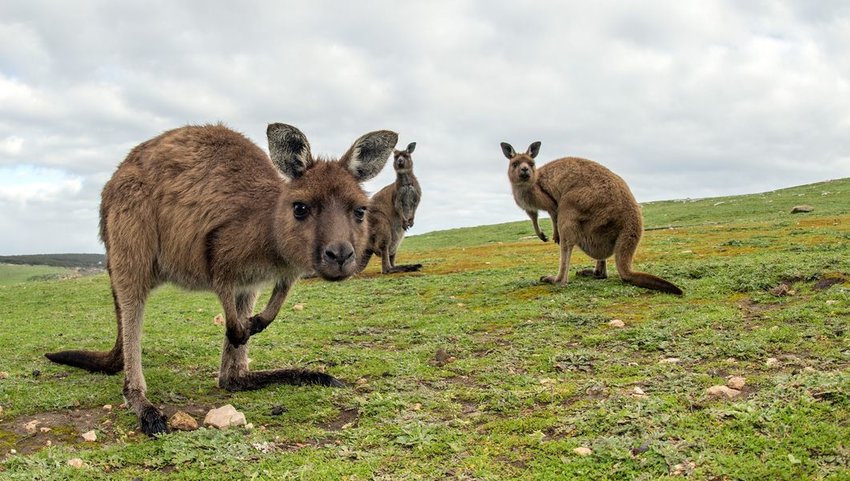 Close-up of kangaroos looking at camera on Kangaroo Island, South Australia