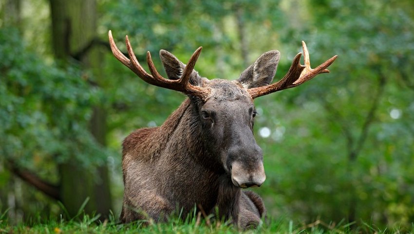 Close-up of a moose lying in grass under the trees, Sweden