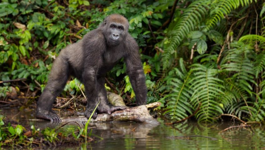 Gorilla looking at camera from riverbank, Gabon, West Africa
