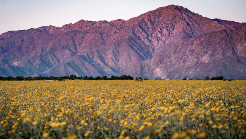 Mountains at sunset with field of flowers below in Anza-Borrego 