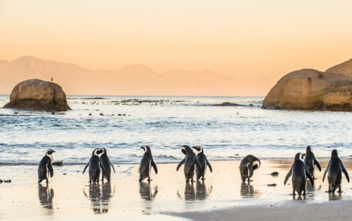 Line of penguins standing on the beach in Cape Town