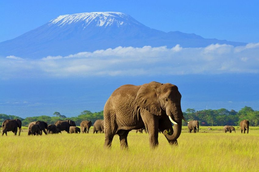 Elephant in Amboseli National Park with Mt. kilimanjaro in background