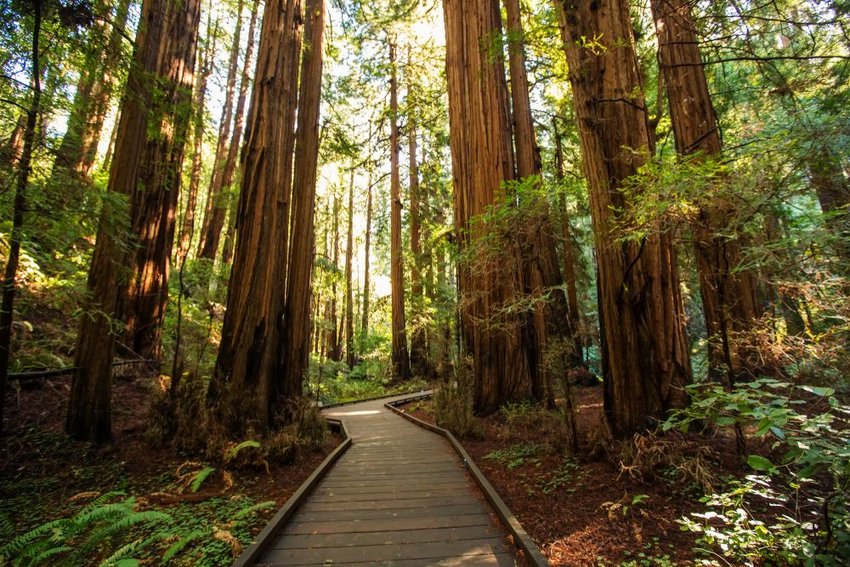 Trail through redwoods in Muir Woods National Monument near San Francisco