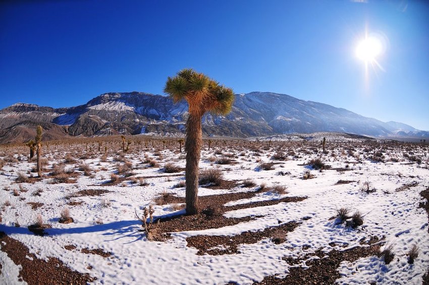 Joshua tree covered in snow with mountains in background 