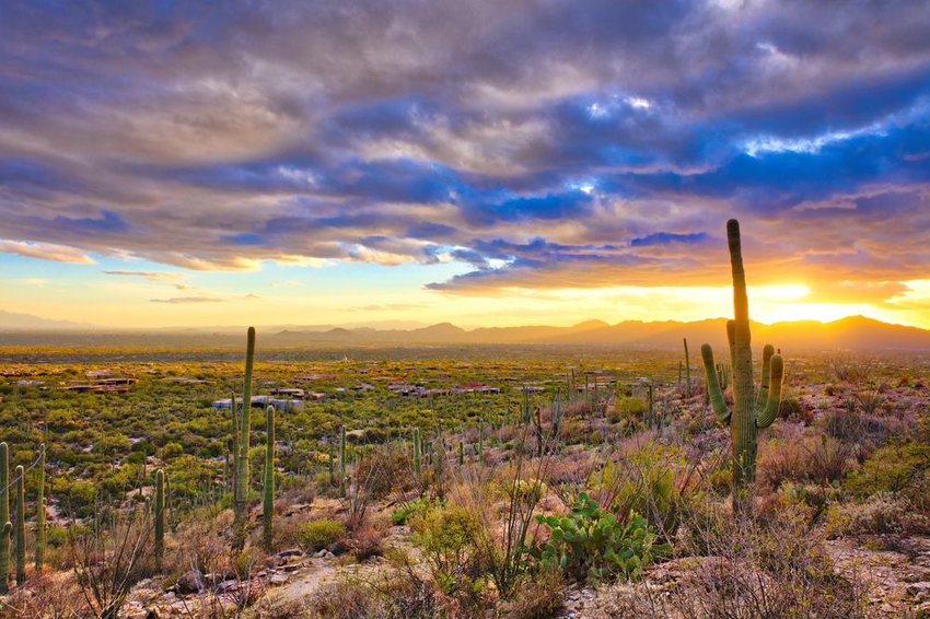 Suburb of Tucson at sunset, surrounded by cacti