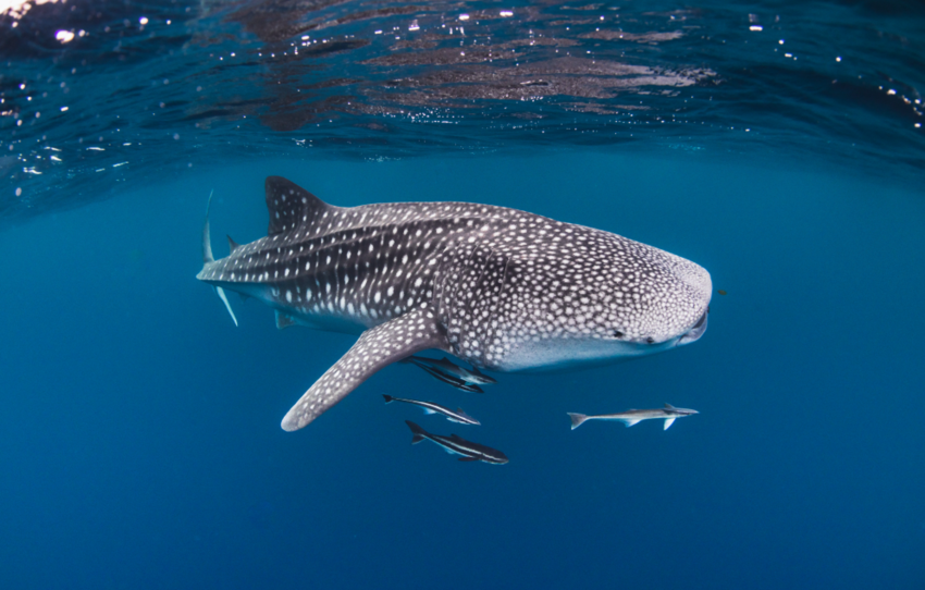 Underwater view of whale shark swimming in open blue ocean  