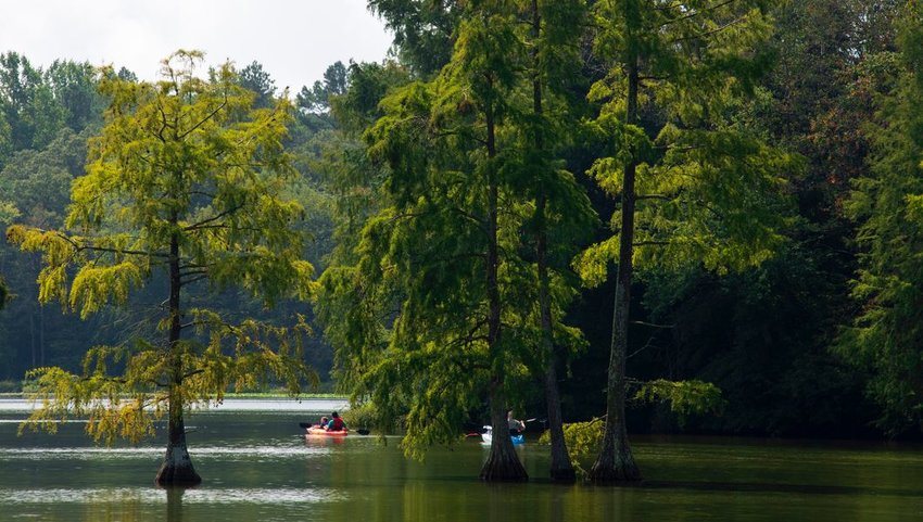 People kayaking in the water beneath trees