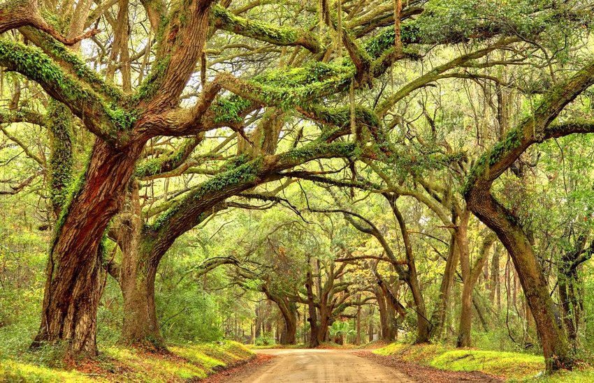Dirt road between trees in Charleston, South Carolina