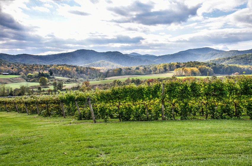 Vineyard in Virginia with fall colors in background and hills