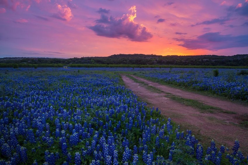 Dirt road going through fields of blue bonnets in Texas Hill Country at sunset