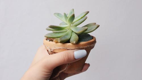 Potted succulent 