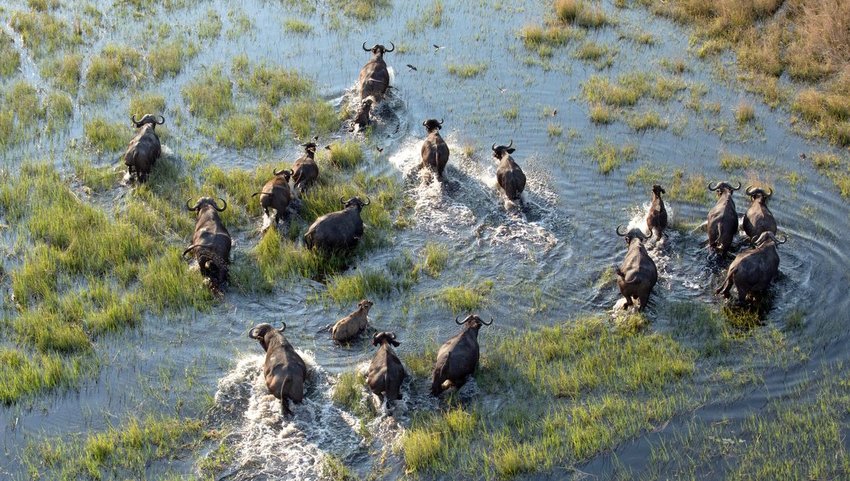 Aerial shot of herd of buffalo walking through water