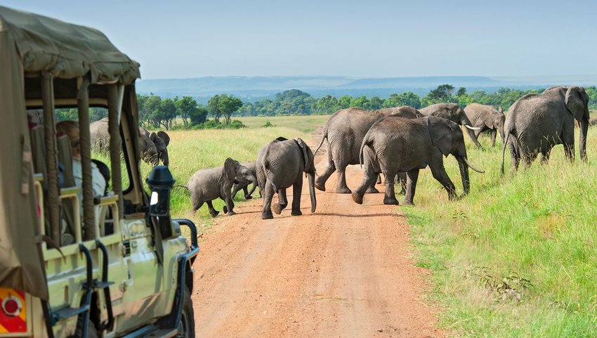 Herd of elephants crossing the road while a safari vehicle waits 