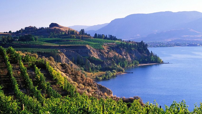 Vineyard on coast of water