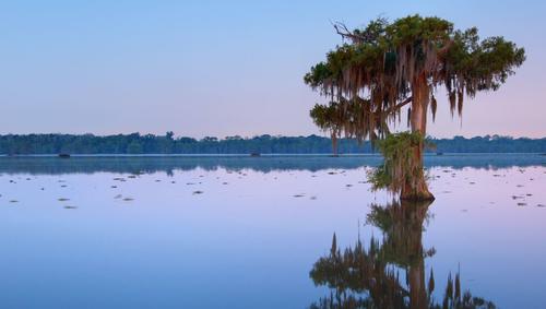 Tree in Lake Martin, Louisiana