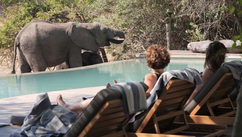 Elephants standing next to a pool where two people sit on lounge chairs 