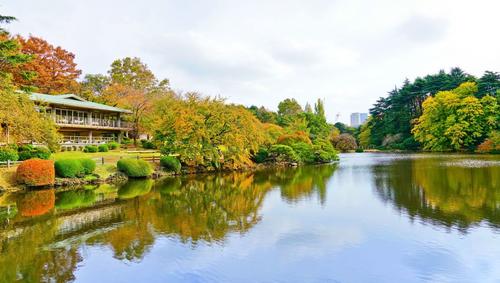 Pond and surrounding fall-colored trees in garden