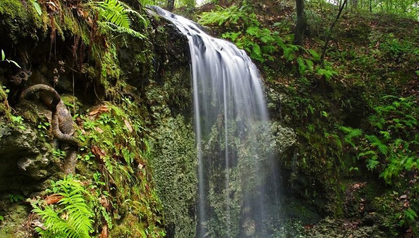 Waterfall surrounded by green foliage