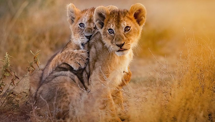 Two lion cubs playing in grass