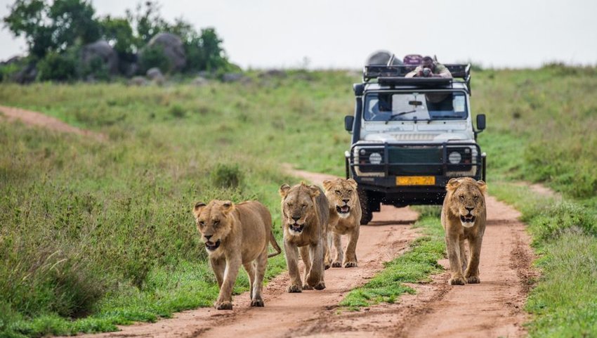 Pride of lions walking in front of a car full of tourists